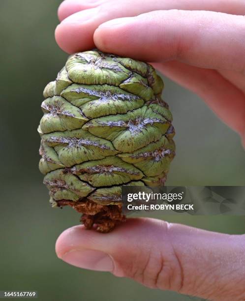 Giant Sequoia cones are displayed during a media visit to the Redwood Mountain Grove area of Kings Canyon National Park on the western slope of...