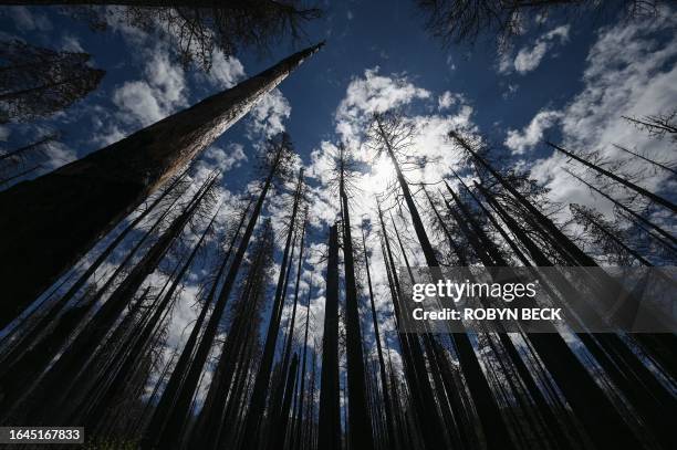 The blackened toothpick-like remains of totally burnt Giant Sequoia trees are seen in the Redwood Mountain Grove in Kings Canyon National Park on the...