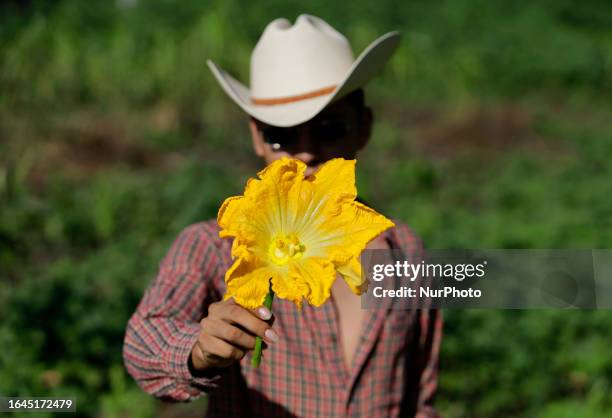 Luis Ortega Padron, farmer and student, holds a squash flower in a field in the Tlahuac mayor's office, Mexico City. The squash flower is bright and...