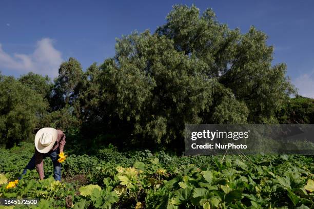 Luis Ortega Padron, farmer and student, during the cutting and harvesting of squash flowers in a property in the Tlahuac mayor's office, Mexico City....