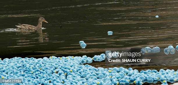 The Great British Duck Race in West London sees 250,000 blue rubber ducks released into the river Thames on August 31, 2008. The ducks will float 2km...