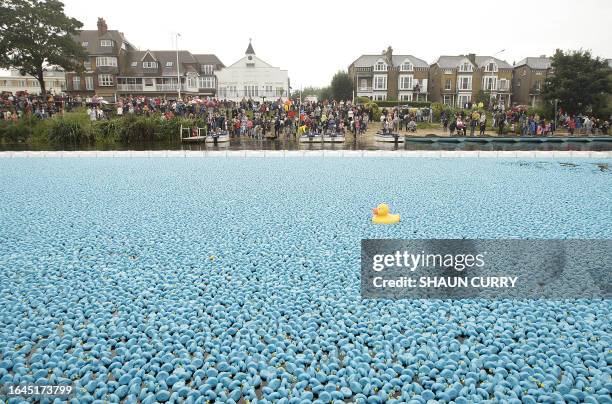 The Great British Duck Race in West London sees 250,000 blue rubber ducks released into the river Thames on August 31, 2008. The ducks will float 2km...