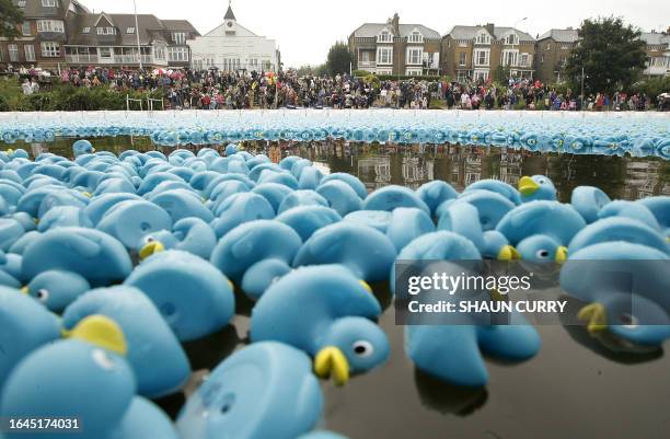 The Great British Duck Race in West London sees 250,000 blue rubber ducks released into the river Thames on August 31, 2008. The ducks will float 2km...