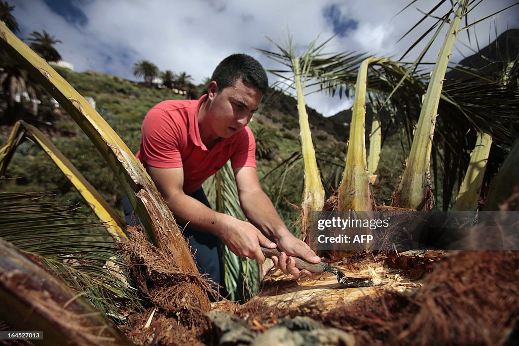 SPAIN-PALM-GUARAPO-HONEY