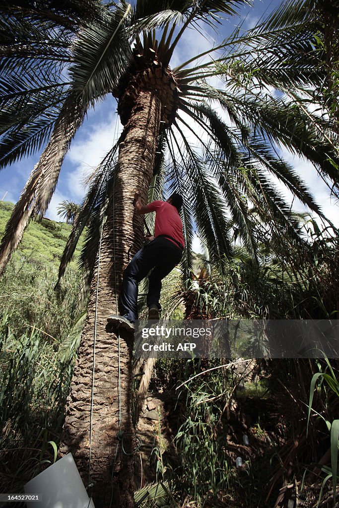 SPAIN-PALM-GUARAPO-HONEY