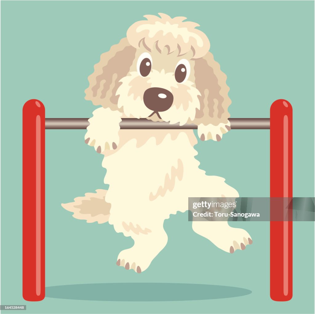 Labradoodle,Goldendoodle exercise