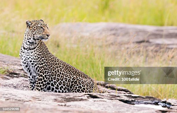 leopard - on the rock, side view, sitting - african leopard stock pictures, royalty-free photos & images