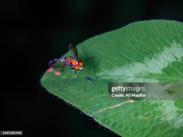 long legged fly - dolichopodidae stock pictures, royalty-free photos & images