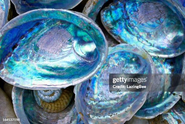 paua abulón carcasa (nueva zelanda) - nacar fotografías e imágenes de stock