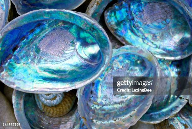 close-up of some paula shells also called abalone - sea life colorful stock pictures, royalty-free photos & images