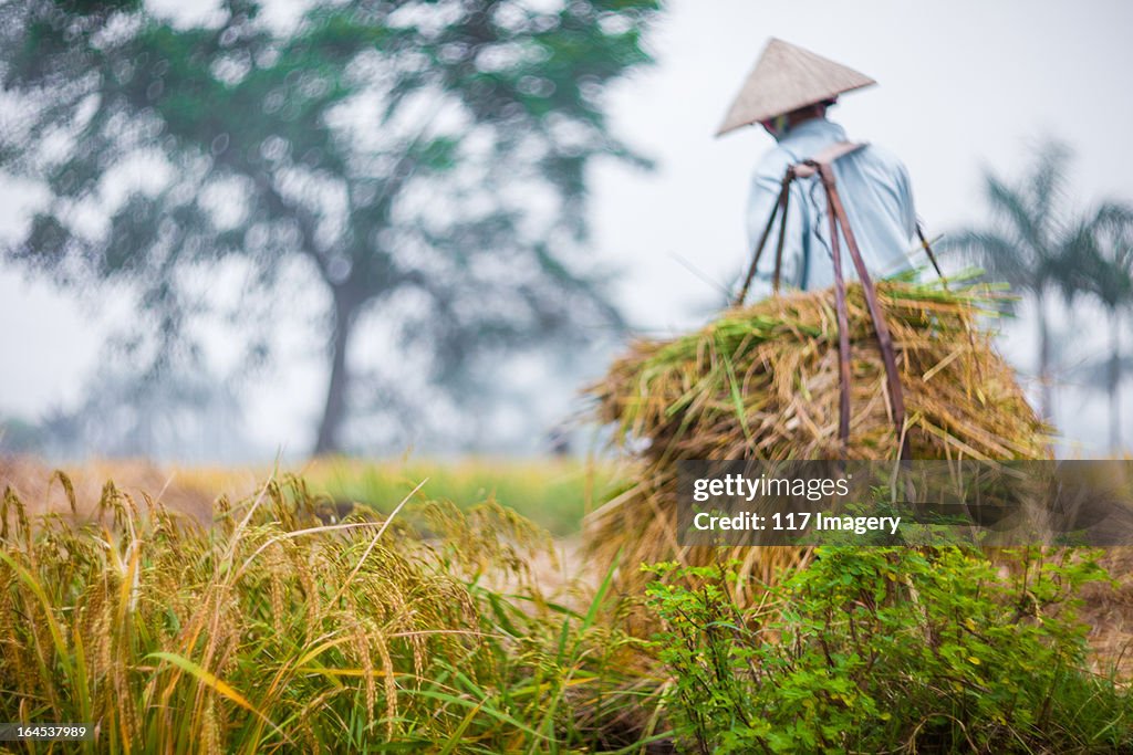 Farmer carrying basket of crop at harvest, Vietnam