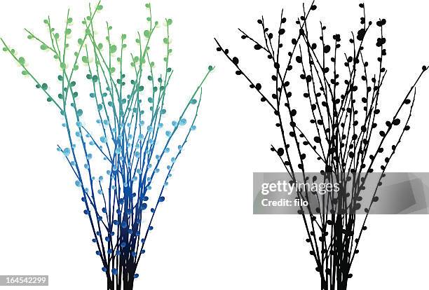 illustrations, cliparts, dessins animés et icônes de le printemps éclot - saule blanc