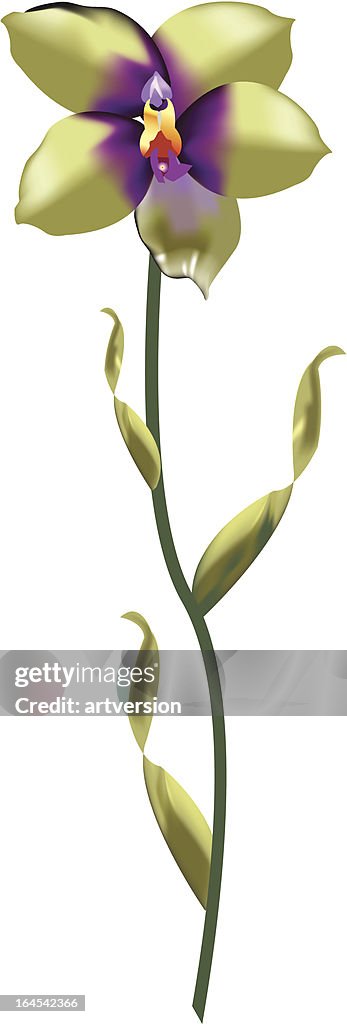 Green Orchid