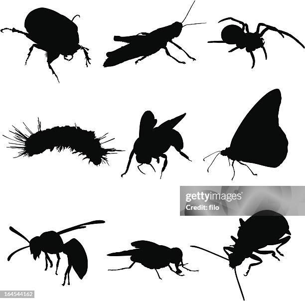 insekten insekten und spinnen - gliederfüßer stock-grafiken, -clipart, -cartoons und -symbole