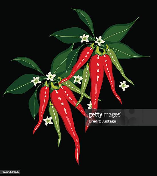 chili peppers on black - growing peppers stock illustrations