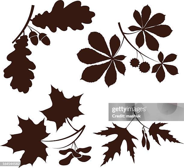 branches - chestnut tree stock illustrations