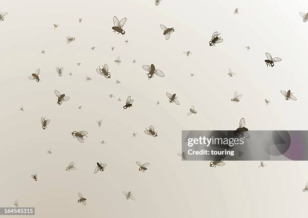 many large and small black flies on a tan background - fly insect stock illustrations