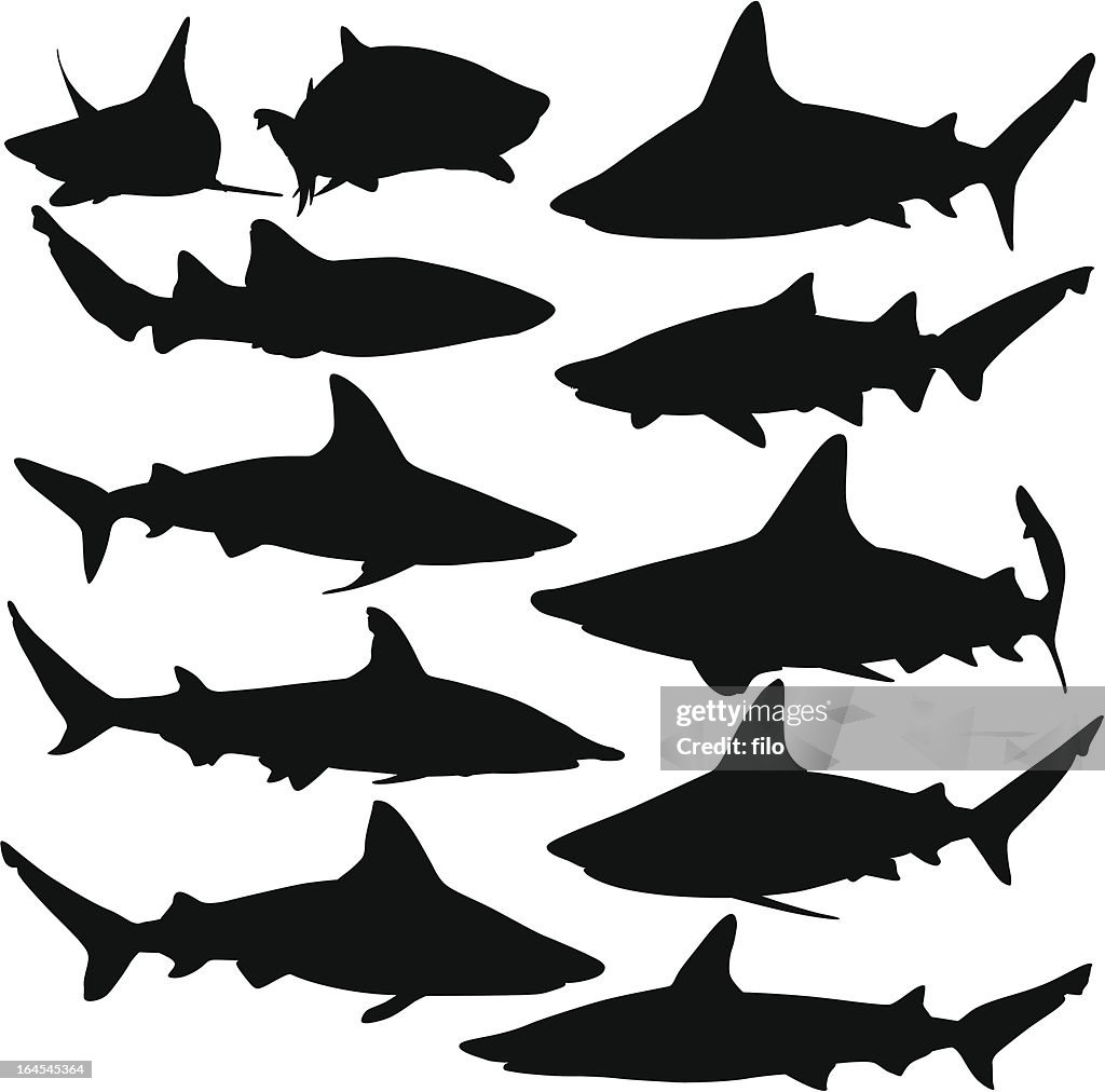 Sharks
