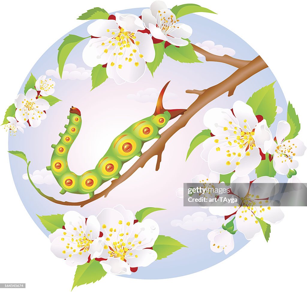 Beautiful caterpillar in the spring