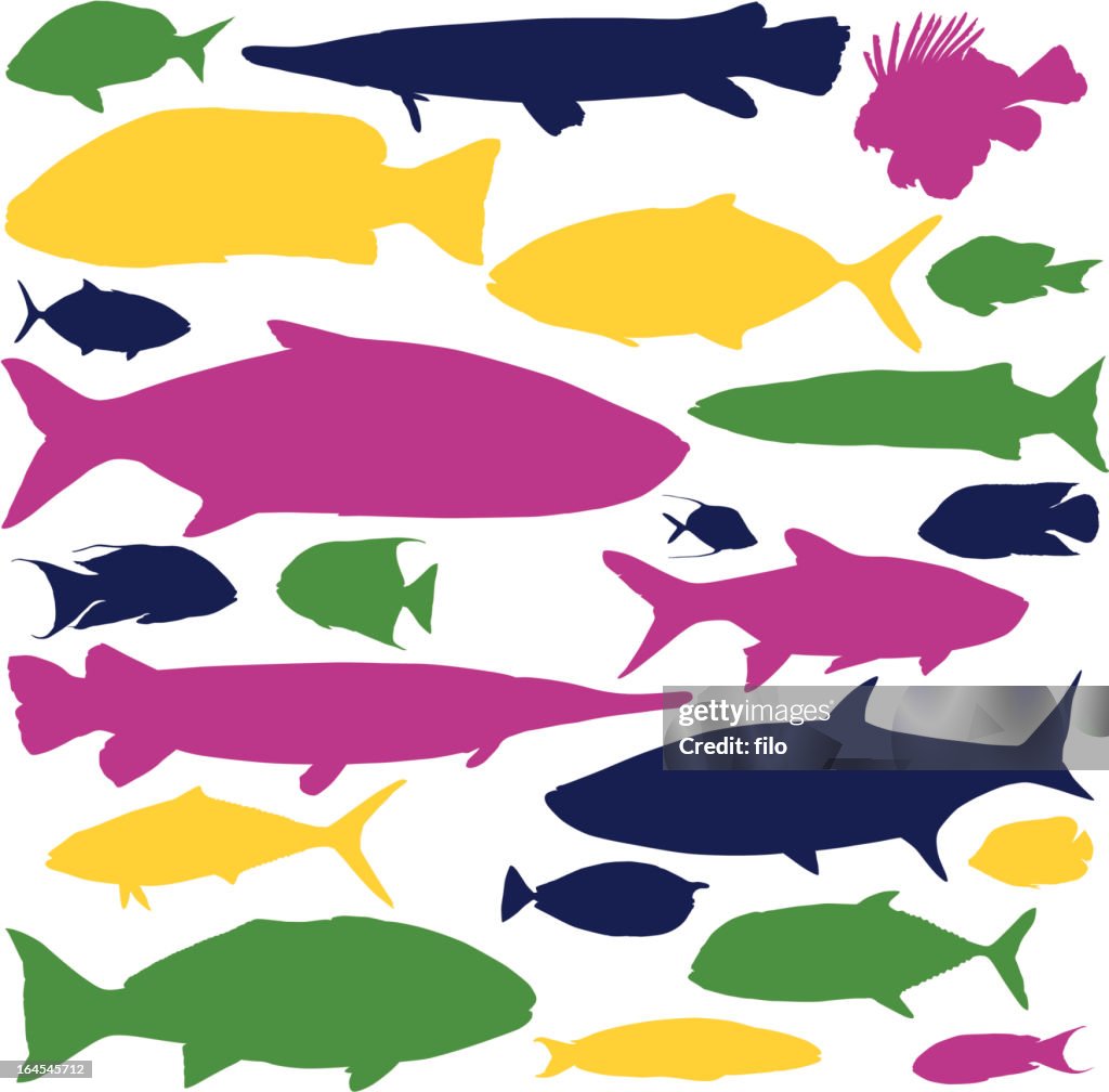 Colorful Fish