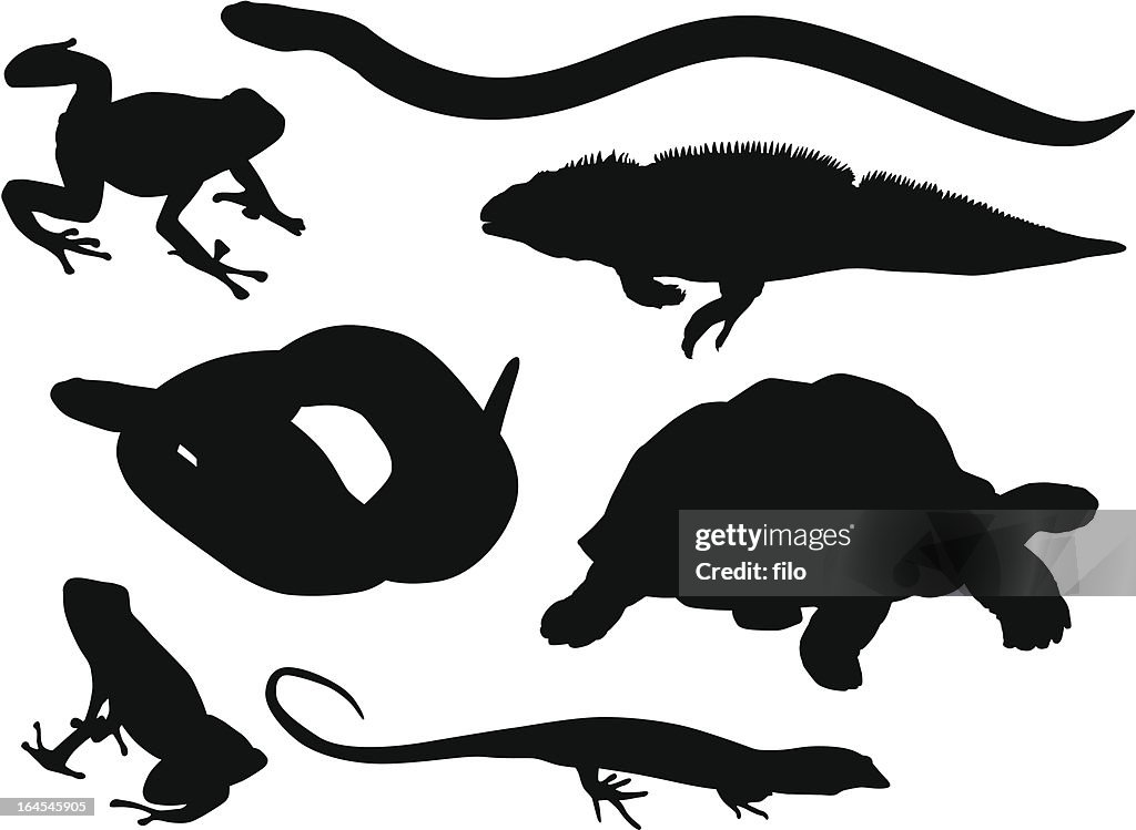 Reptiles and Amphibians