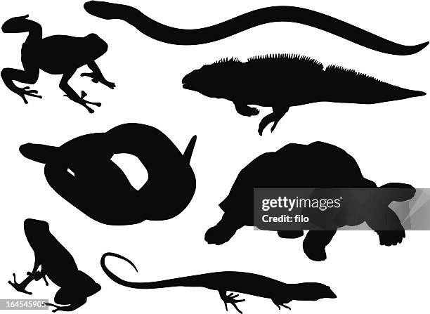 reptiles and amphibians - frog stock illustrations