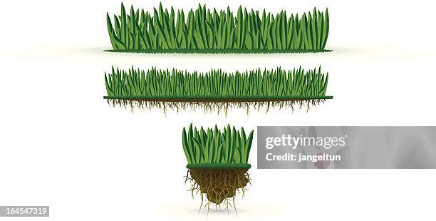 stockillustraties, clipart, cartoons en iconen met grass (high detail) - grasspriet