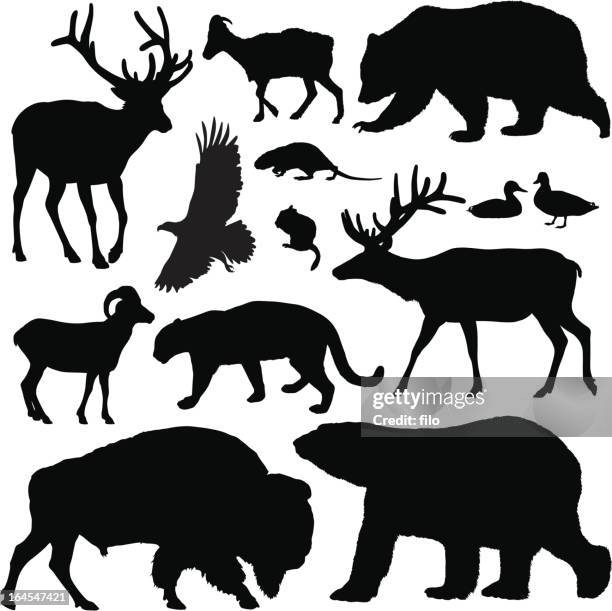 illustrations, cliparts, dessins animés et icônes de north american animaux - famille du cerf