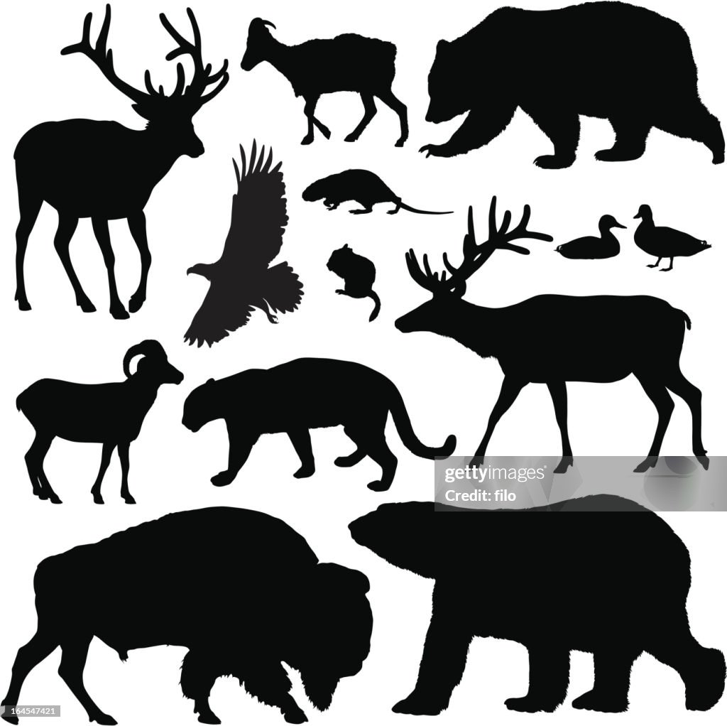 North American Animals