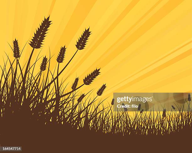 ilustraciones, imágenes clip art, dibujos animados e iconos de stock de trigo de oro - campo cultivo