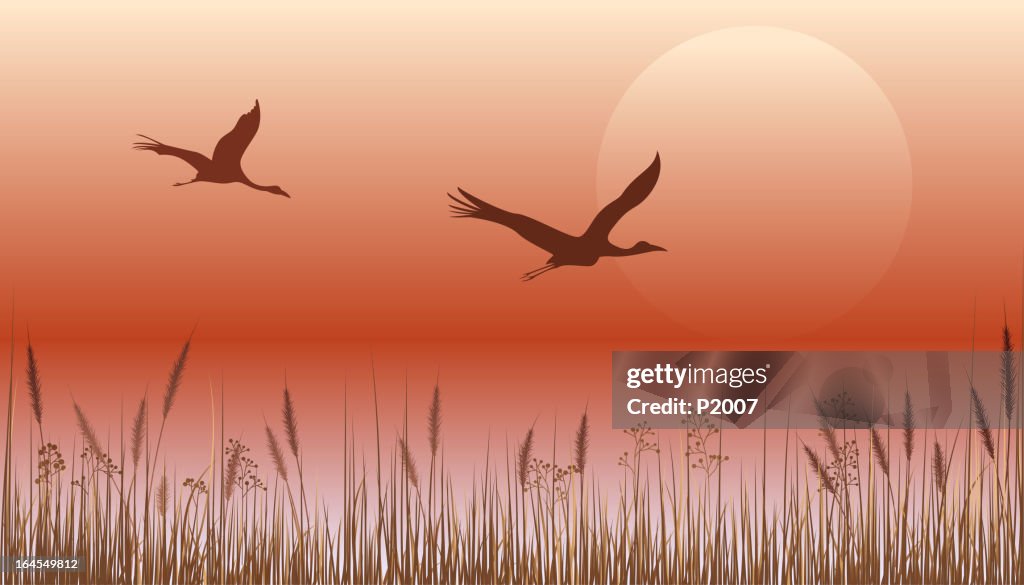 Crane Flying Over Sunset