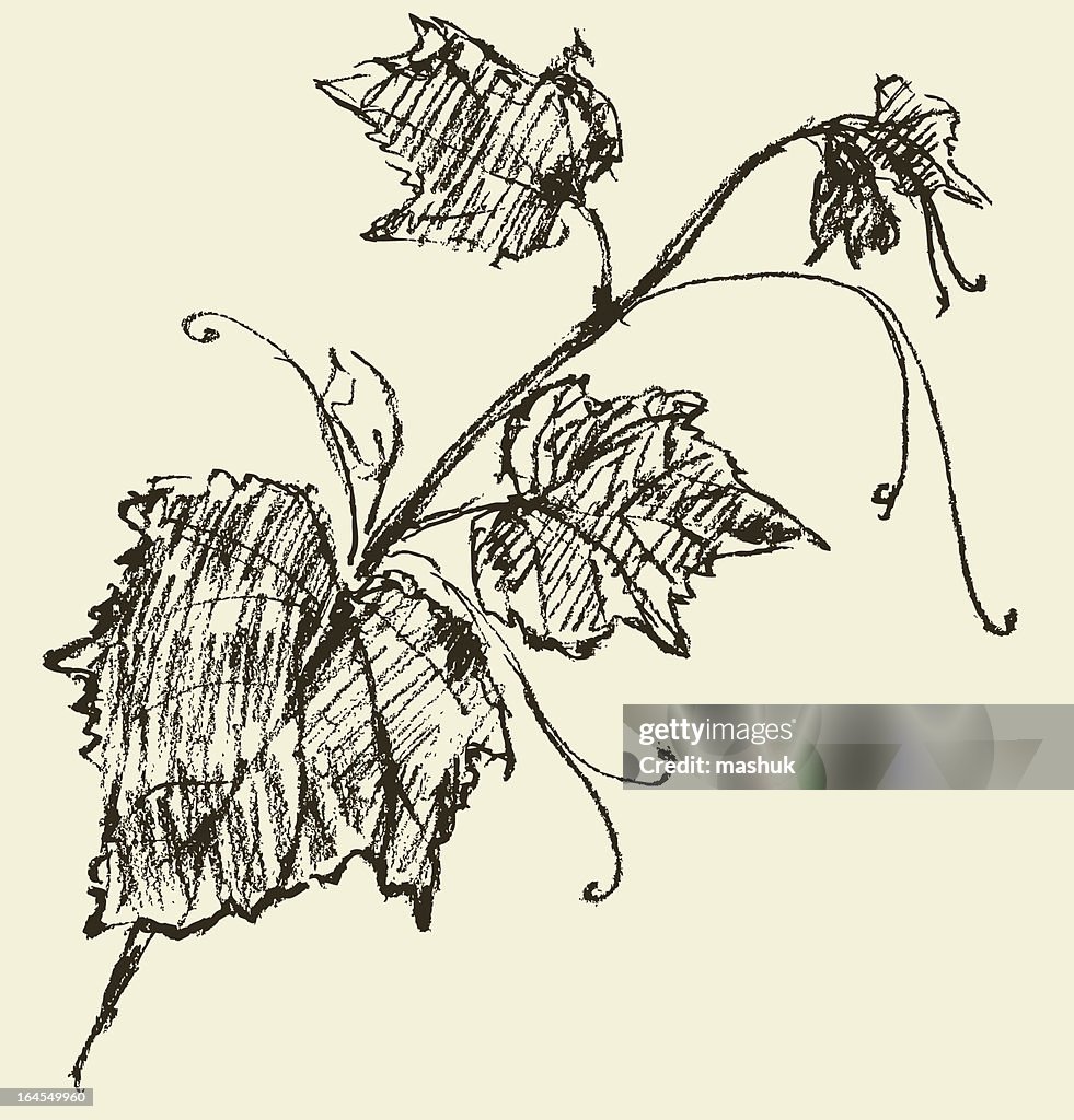 Uva boceto