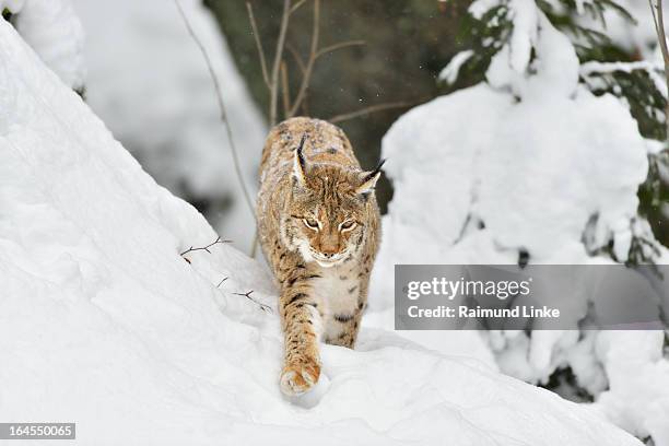 lynx, lynx lynx - eurasian lynx stock pictures, royalty-free photos & images