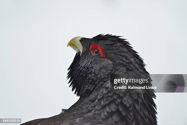 capercaillie tetrao urogallus, male - tetrao urogallus stock pictures, royalty-free photos & images