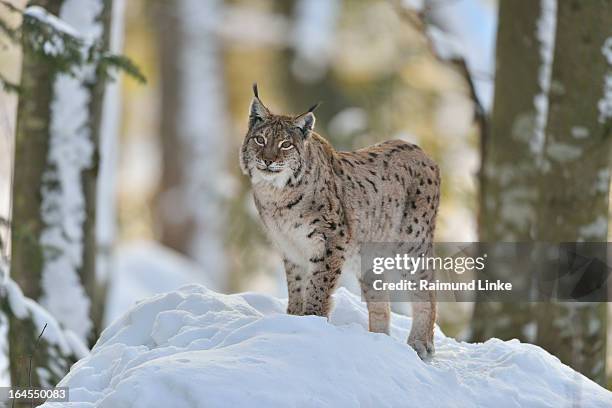 lynx, lynx lynx - eurasian lynx stock pictures, royalty-free photos & images