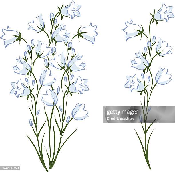 campanula - harebell flowers stock illustrations