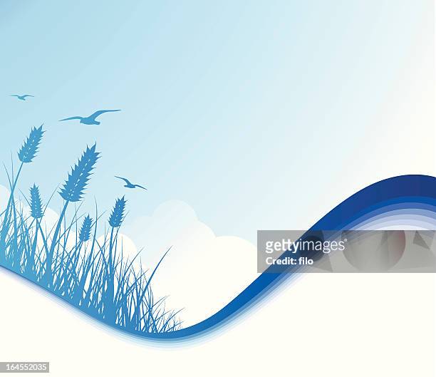 sea breeze - reed grass family stock-grafiken, -clipart, -cartoons und -symbole