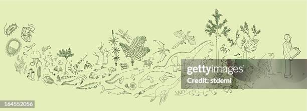 ilustraciones, imágenes clip art, dibujos animados e iconos de stock de biología - evolution