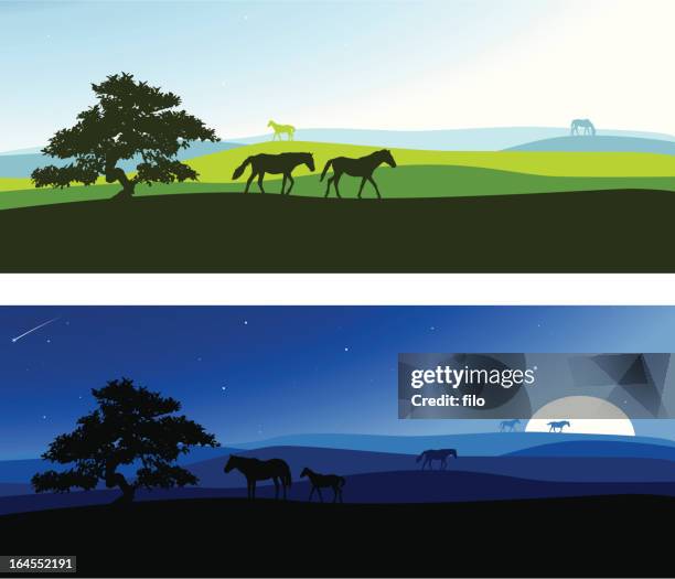 bildbanksillustrationer, clip art samt tecknat material och ikoner med rural scenics - mustang wild horse