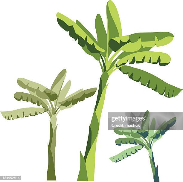 stockillustraties, clipart, cartoons en iconen met banana tree - bananenplant