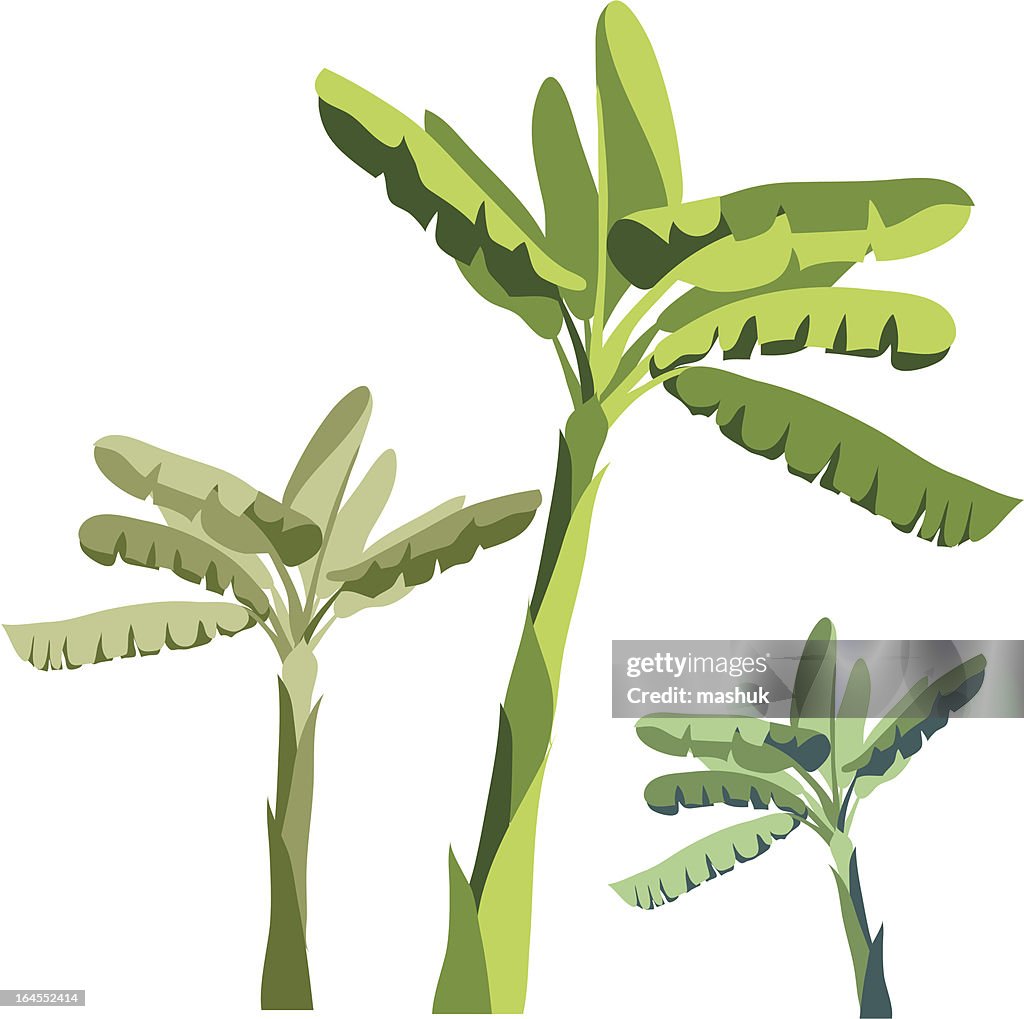 Banana Root Vector Banana Tree Plant Vector