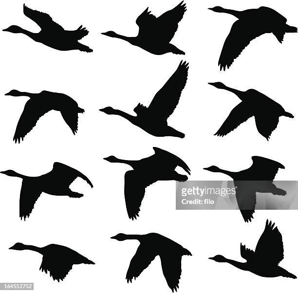 canadian geese silhouettes - flying stock illustrations