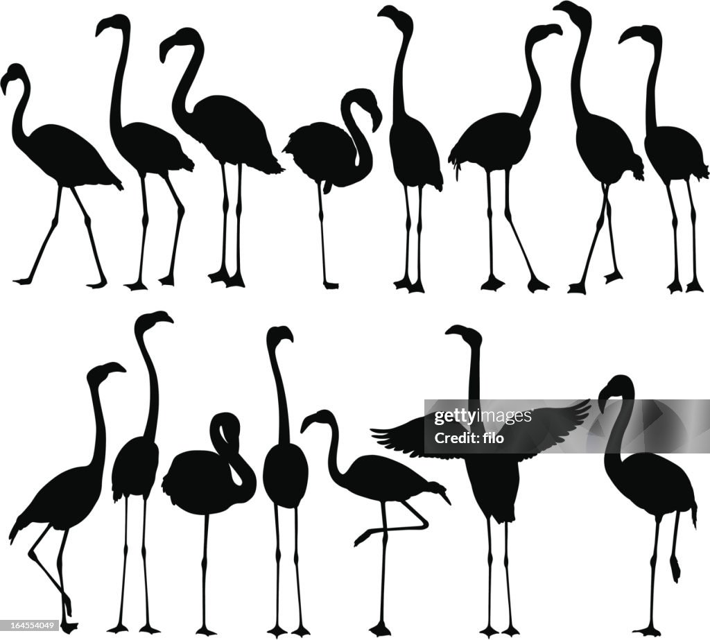 Siluetas de Flamingo