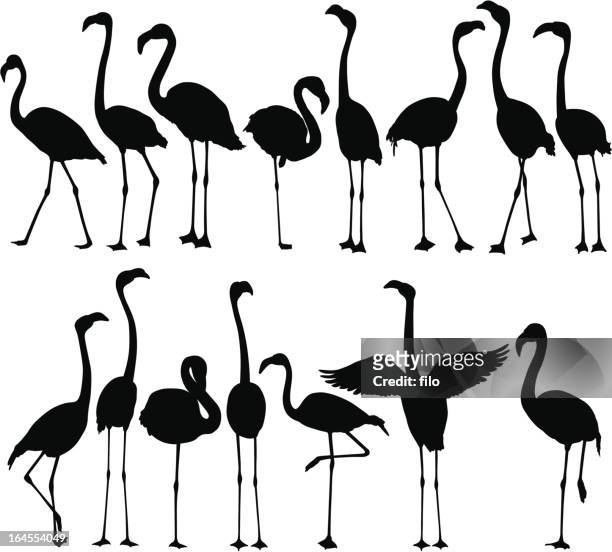 ilustraciones, imágenes clip art, dibujos animados e iconos de stock de siluetas de flamingo - flamingos