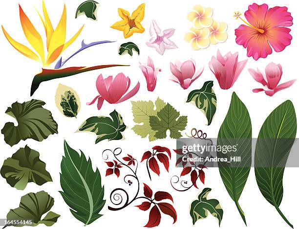ilustrações, clipart, desenhos animados e ícones de folhas e flores tropicais como elementos de design - ave do paraíso planta