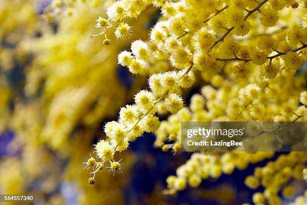 wattle bloom in soft focus - acacia flowers stock pictures, royalty-free photos & images