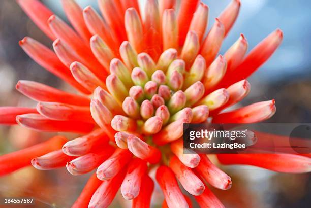 256 fotos de stock e banco de imagens de Aloe Arborescens - Getty Images