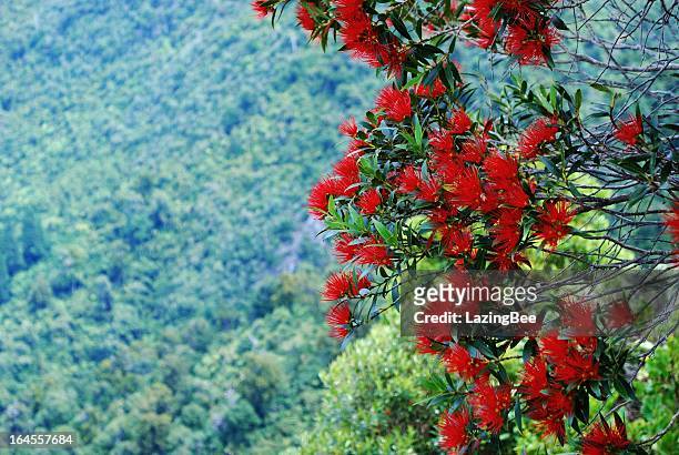 con ausencia prorrata en flor (metrosideros umbellata - kahurangi national park fotografías e imágenes de stock