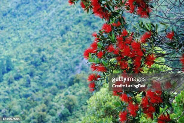 rata in fiore (metrosideros umbellata - rata tree foto e immagini stock