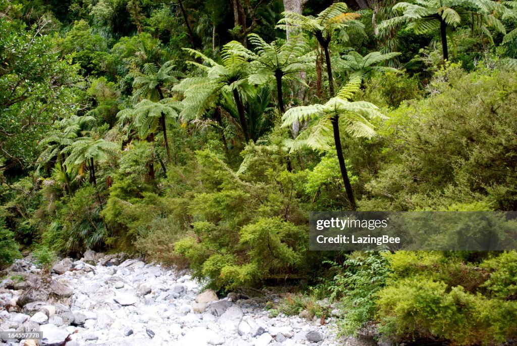 Punga Tree Ferns and Native Bush, New Zealand